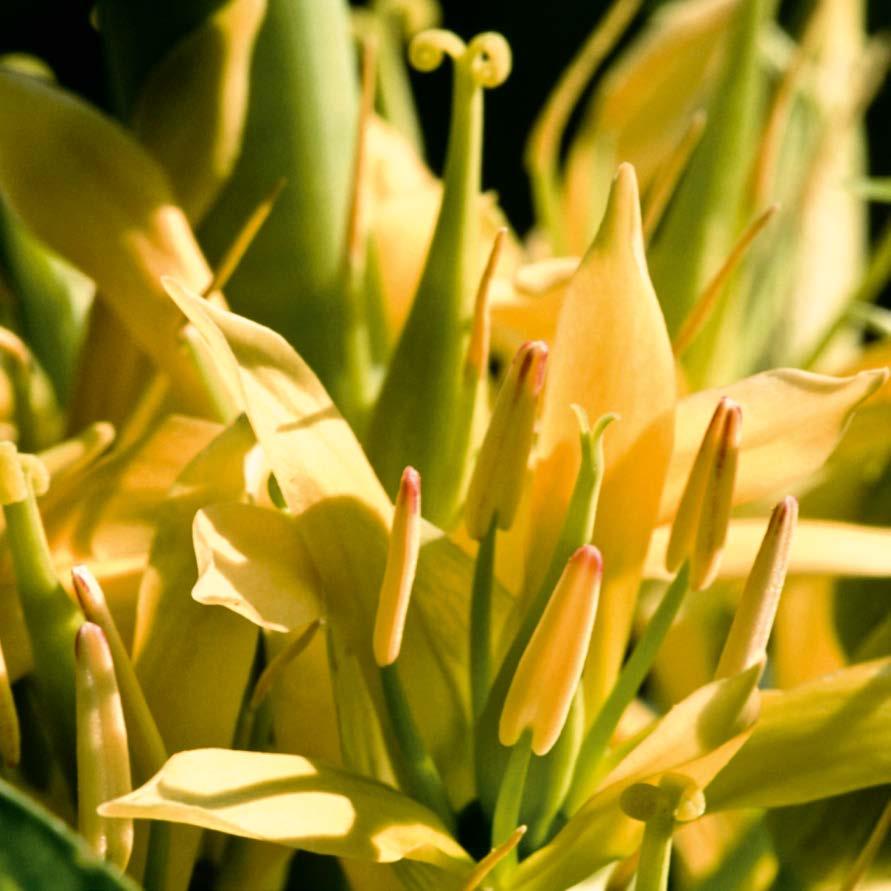 Der Gelbe Enzian eine starke Pflanze an Ihrer Seite Der Gelbe Enzian gehört zu den wirkungsvollsten Bitterstoffpflanzen.