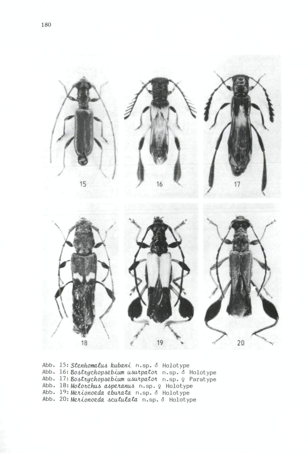 180 Wiener Coleopterologenverein (WCV), download unter www.biologiezentrum.at 15 \ 18 Abb. 15: Ste.nhoma.ZuA kubani n.sp. <5 Holotype Abb. 16: Bo-*>tnychop-!>e.bium umxipatoi n.sp. <3 Holotype Abb.