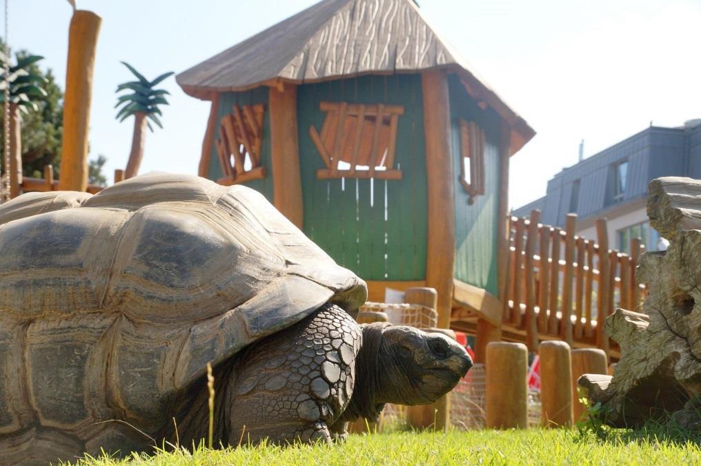 Denn die rüstigen Methusalems sind vom Charakter her ganz unterschiedlich Patricias Zoogeschichten: Die Seychellen- Riesenschildkröten vier Methusalems mit starkem Charakter Foto TPBO: