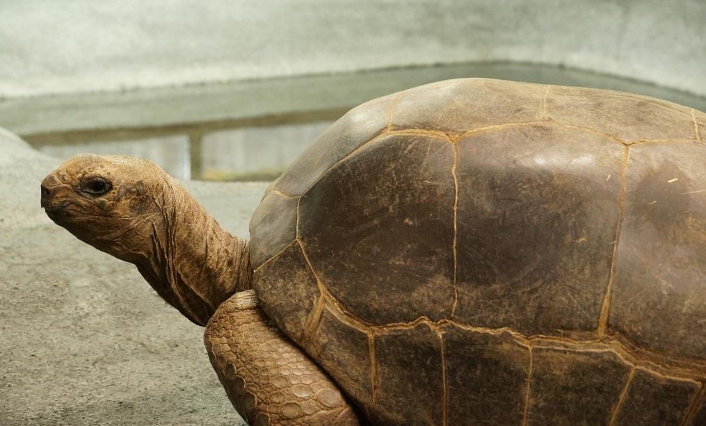 und Tageslicht. Denn die Riesenschildkröten haben erst vor wenigen Monaten ihr frisch renoviertes Domizil bezogen.