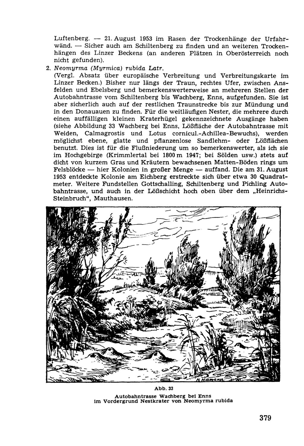 Luftenberg. 21. August 1953 im Rasen der Trockenhänge der Urfahrwänd.