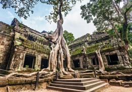 Vor einigen Jahren sind fünf der Elefantenkühe sogar in den Kölner Zoo gekommen! Ob diese Geschichte stimmt oder nicht, werden Sie auf der Reise erfahren. Thailand und Kambodscha Family 16 Tage Erw.