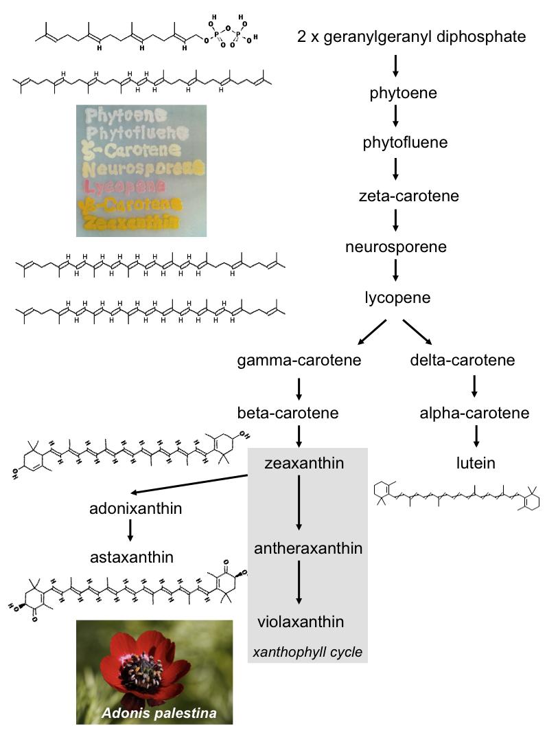 Biosynthese
