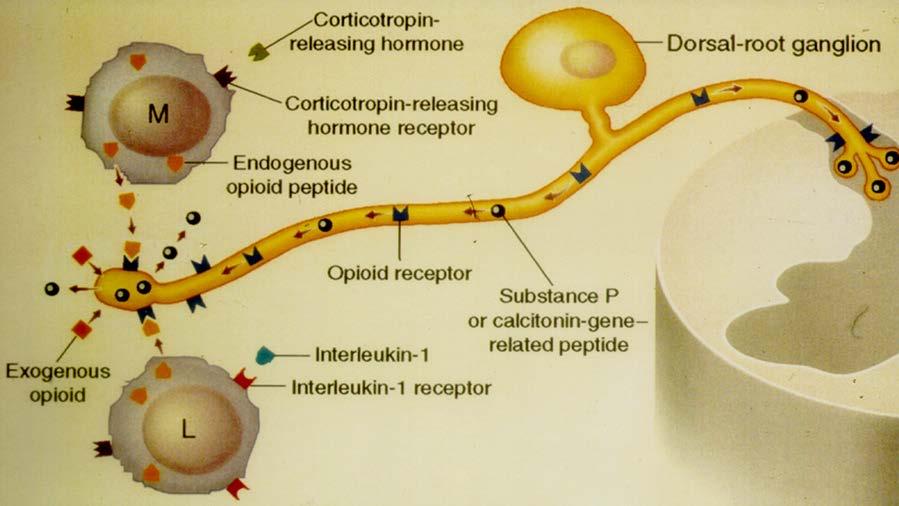 Schmerzinhibition durch exogene