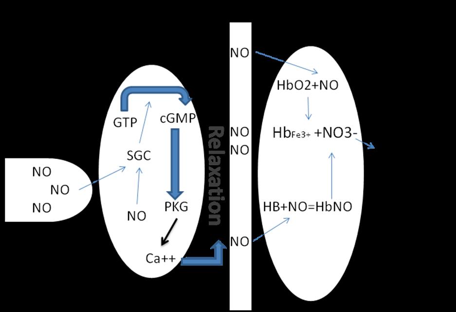 Abbildung 2: Darstellung des intrazellulären Wirkmechanismus von NO auf die glatte Muskelzelle bei der NO-Inhalation: [NO aktiviert die lösliche Guanylatzyklase (SGC), dadurch wird aus (GTP) (cgmp)