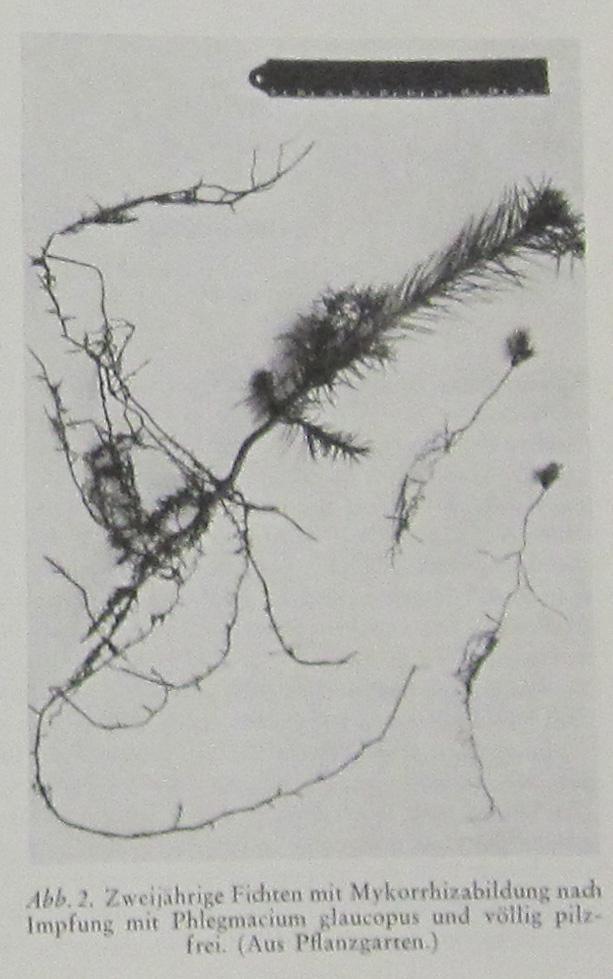 , 1956: Die Bedeutung der Mykorrhiza für Aufforstungen in Hochlagen. Forstwiss.