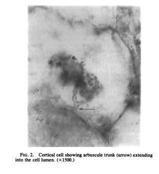 Fossile arbuskuläre Mykorrhiza Cortex-Zelle mit Stamm (Pfeil) eines Arbuskels, das sich in das