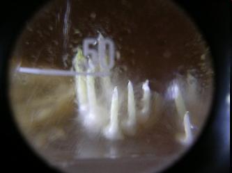 Dactylorhiza -Protokorme