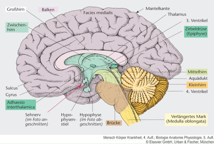 Zentrale (ZNS): Gehirn Gehirn Rückenmark Sitz des größten Teils des