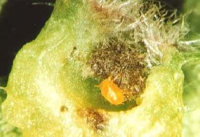 Sammetmilbe (Trombidium holosericeum L.) Diese weitverbreitete, bis zu 4 mm große, recht lebhafte und rot gefärbte Milbe (vgl. Abb. 4) lebt im Allgemeinen räuberisch im Boden.