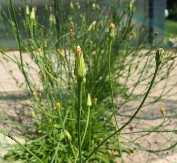 Platterbse Legousia hybrida - Kleiner Frauenspiegel Nigella arvensis - Acker-Schwarzkümmel Phleum paniculatum - Rauhes Lieschgras