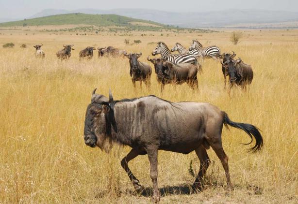 auf ihrer jährlichen Wanderung in der Massai Mara zu erleben.