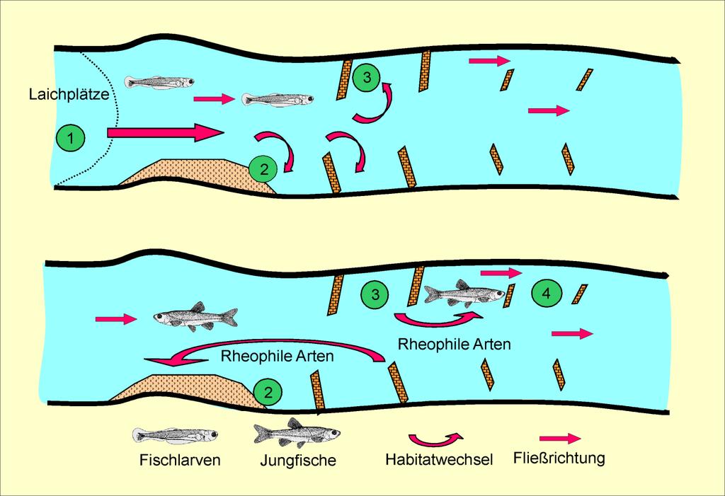 Bedeutung von Buhnenfeldern für den Nachwuchs rheophiler Arten Scholten (2002): Das Jungfischaufkommen in Uferstrukturen des Hauptstroms der