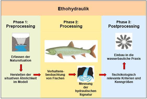 Ethohydraulische Modelle zur Untersuchung der Verhaltensbiologie von Fischen - Versuche erfolgen