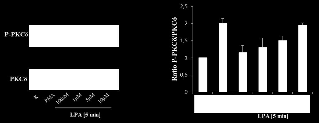 Ergebnisse Abbildung 3.1.5.4.6: Aktivierung der PKCδ durch LPA. MIN-6 Zellen wurden mit verschiedenen LPA-Konzentrationen für 5 min stimuliert.