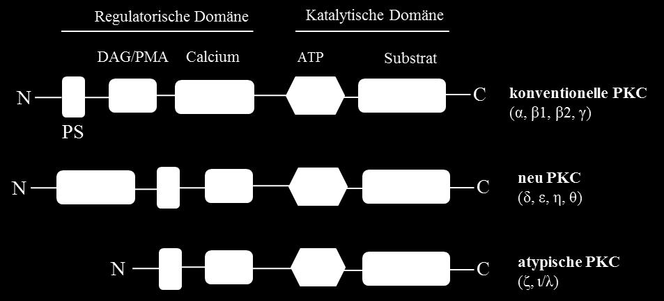 1 PKC und β-zellen Sowohl in den nativen β-zellen als auch in den β-zelllinien werden mindestens sechs Isoformen der PKC exprimiert, wobei vor allem PKCα und PKCδ zu finden sind (Hennige et al.