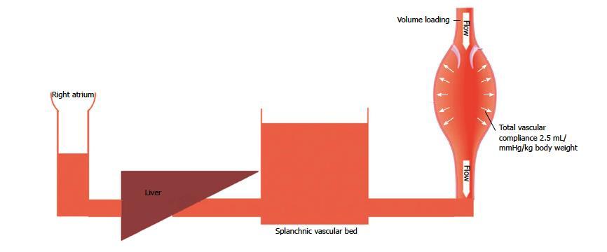 Modulation Splanchnicusperfusion von Patienten mit einer Leberzirrhose Non-Zirrhose: