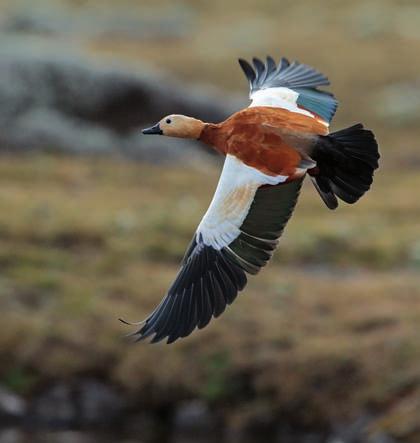 Biologie der Entenvögel gehört. Wir treffen diese Art nur in den Hochgebirgen Äthiopiens.