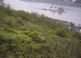 Weinbauterrassen am Mittelrhein UNESCO Kulturerbe Erhaltung