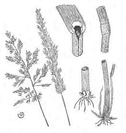 Wolliges Honiggras (Holcus lanatus L.