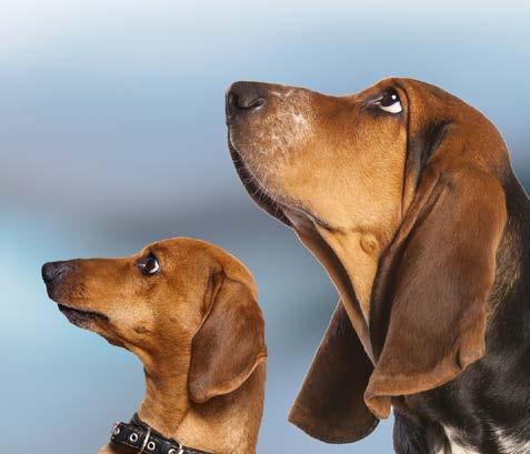 HUNDEWISSENSCHAFTEN Das Verständnis des Hundes ruht auf 2 Säulen: der Kenntnis der speziellen Ethologie des Hundes und dem Wissen über das hundliche Lernverhalten.