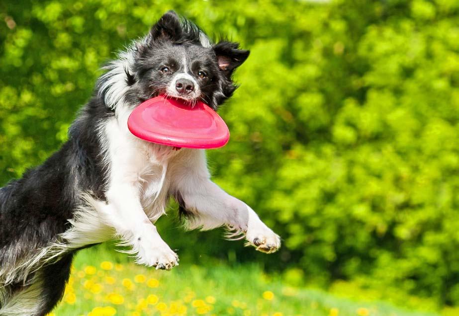 SPORTHUNDE-TRAINER Sporthunde-Trainer arbeiten deshalb nicht nur mit dem Vierbeiner, sondern mit dem ganzen Gespann: Zum einen in Sachen Fitness und Leistungsfähigkeit bei Mensch und Tier an sich,