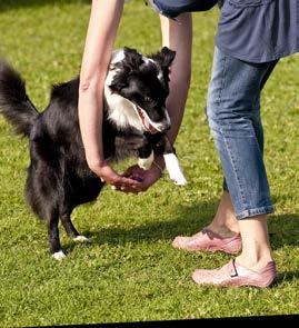 Folgende Module umfasst die Weiterbildung zum Sporthunde-Trainer: Sporthunde-Ausbildung Leistungstraining Gesundheitsüberwachung, Prävention Eignungstest für Hund und Halter Schulung der Halter von