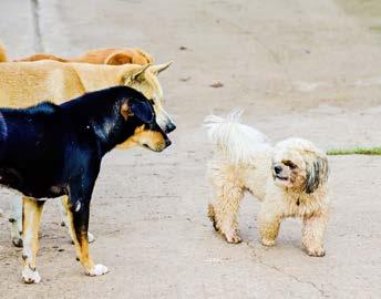 Das Know-how, um diese Hilfe leisten zu können, vermittelt Ihnen der Lehrgang Hundeverhaltensberatung.