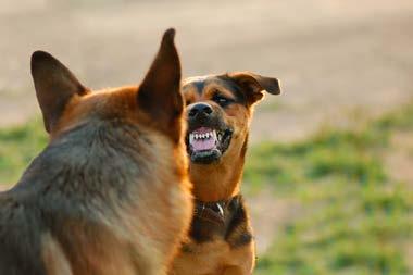 Hundehaltern Umgang mit Konflikten mit Kunden Supervision und Selbstreflexion Auch zu diesen Seminaren können einzelne Hunde zur Demonstration und Veranschaulichung von Übungen mitgebracht werden.
