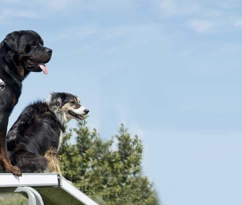 Hundevereins-Management Von immenser Wichtigkeit sind soziale Kompetenzen und Kommunikationsgeschick. All das vermitteln wir Ihnen im Rahmen des Fernlehrgangs Hundevereins-Management.