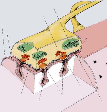Chondrodendron Endplattenregion präsynaptische Endknöpfchen Muskelfaser