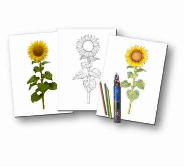 In vorliegendem Beispiel wurde die Fotografie einer Sonnenblume vom Hintergrund freigestellt, ausgedruckt und auf Pauspapier mit Bleistift nachgezeichnet.