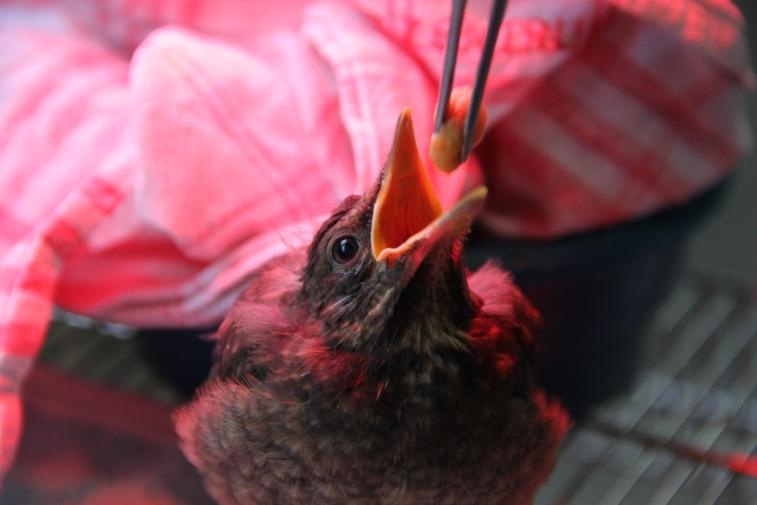 Unter den Vogelpatienten des Jahres 2012 war wie in fast allen Jahren die Amsel wieder am häufigsten vertreten. Oft handelte es sich dabei um gesunde Jungvögel, die keine Hilfe gebraucht hätten.