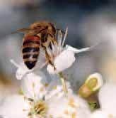 Gibt der Winter sein strenges Regiment ab, bietet die Natur unseren Bienen im März schon eine recht wertvolle Entwicklungstracht (Nahrung).