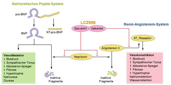 Angiotensin-Rezeptor Neprilysin Inhibitor (ARNI) 16 Entresto (Sacubitril/Valsartan) Umstellung und Titrierung von Entresto Aktuelle HI-Therapie Schritt 1