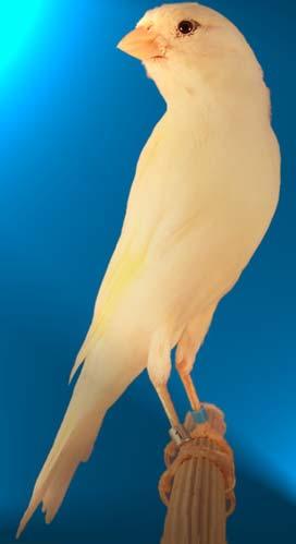 Llarguet wegen seiner lang gestreckten, schlanken, zierlichen und figurbetonten Form und seiner Größe von mindestens 17 cm. Rücken und Brust sind schmal und zeigen keinerlei Rundungen.