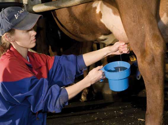 Lösungen zur Prüfung der Milchqualität Vormelkbecher Moderne, 2-teilige Ausführung