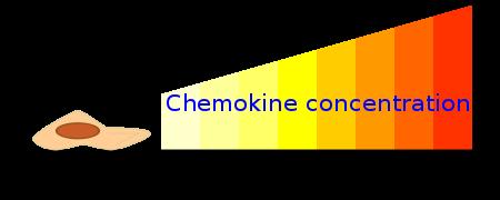 Chemokine - 90-130 Aminosäuren-lange Peptide, mit chemotaktischer Aktivität - Wirken durch