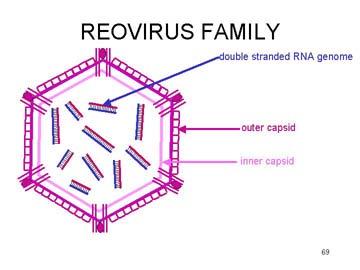 Reovirus