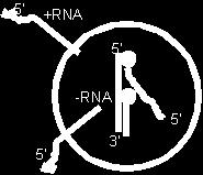RNA abh. RNA Pol.