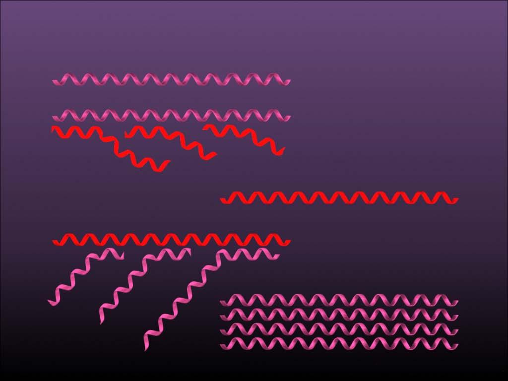 5 5 3 REPLIKATION DER GENOME VON EINEM MINUS STRANG RNA VIRUS (+) (+) (-) (-) (-) (-) (+) (+) 5 3 3 Parental (-)