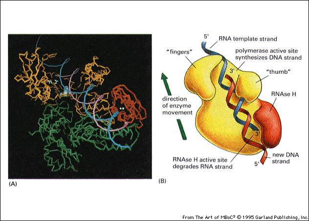 RNA Template Strang Finger Polymerase-Domäne (synthestisiert den DNA- Strang)