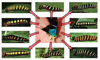 Neotropische Biodiversität