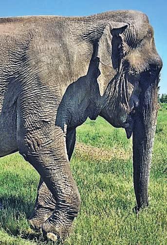 Mitteilungsblatt Waghäusel Freitag, 24. März 2017 Nr. 12 57 Aus der Region Maya kommt vorerst nicht in den Karlsruher Zoo Zirkus macht trotz Vorvereinbarung weiteres Gastspiel mit Elefanten Karlsruhe.