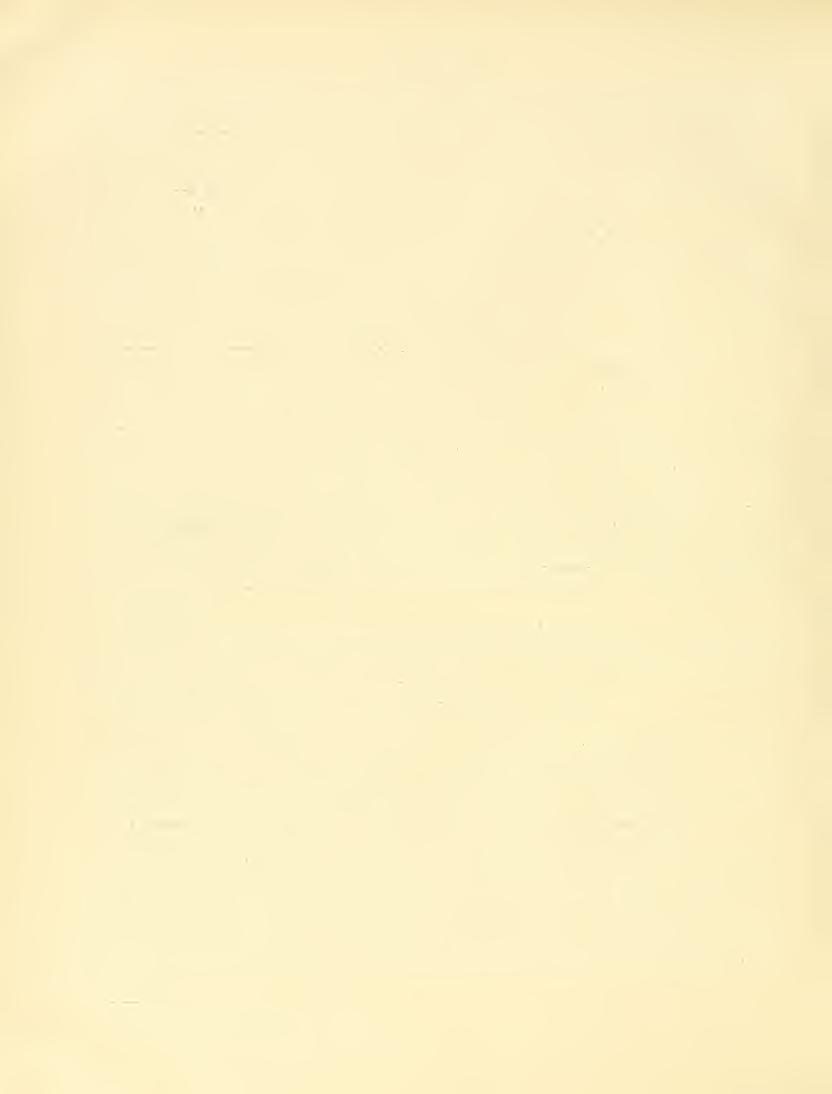 46 Franz Krasan, (Paris 1884) in mehreren Blattformen sammt Frucht abgebildet hat, erweist sich die Pliocän-Buche aus den Cineriten des Cantal als eine fortschrittliche Modification der noch
