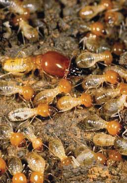 Die größte Blüte und komplexeste Ausprägung eusozialer Lebensformen findet sich nur innerhalb der Termiten (Ordnung Blattodea) und der Hautflügler (Ordnung Hymenoptera).
