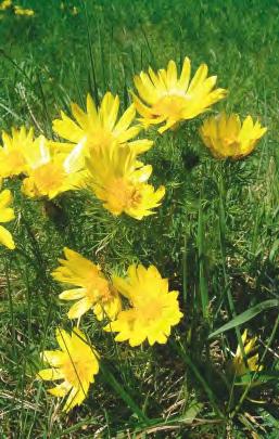 Gartenfachberatung / Buchtipp Heilende Pflanzen vor unserer Haustür: Adonisröschen Schon seit Jahren freue ich mich, wenn im Frühjahr das leuchtend gelbe Adonisröschen (Adonis vernalis), das zu den