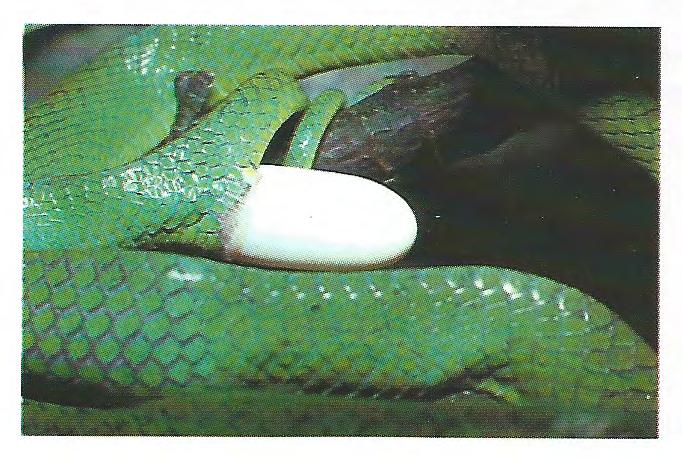 Boiga cyanea habe ich als eine der angriffslustigsten" Schlangen kennengelernt.