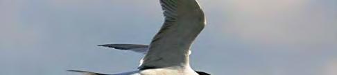 Brut-flößen am Byhleguhrer See. Im Gebiet brüten zahlreiche Wasservögel mit teilweise hoher Abundanz.