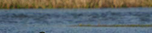 Zu den bedeutenden Brutvogelarten neben Wasservögeln zählen vor allem Schwarzstorch (Ciconia